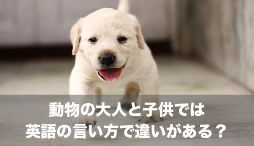 【意外】動物の大人と子供における英語の言い方の違い・鳴き声をご紹介