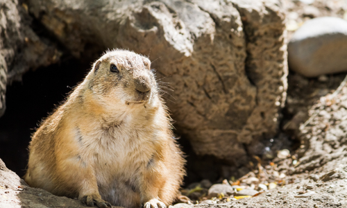 Groundhog Day by Rachel